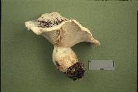 Lactarius vellereus image