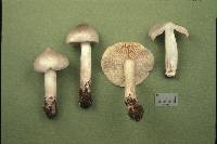 Tricholoma virgatum image