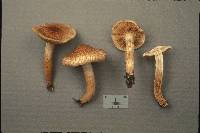 Tricholoma vaccinum image