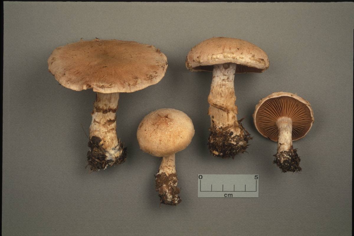 Cortinarius venustus image