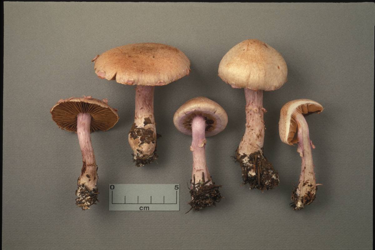 Cortinarius venustus image