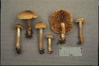 Cortinarius venetus image