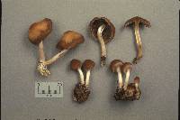 Psathyrella piluliformis image