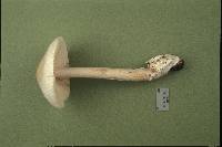 Amanita albiceps image