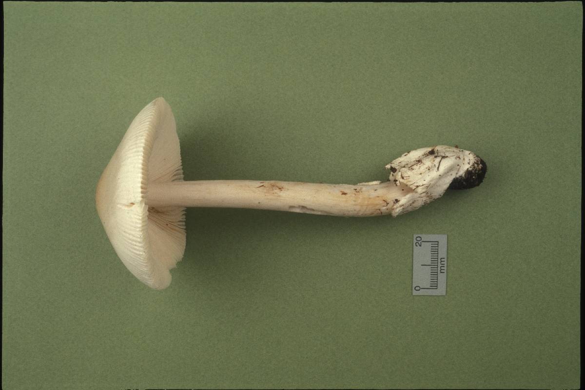 Amanita albiceps image