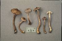 Inocybe fuscodisca image