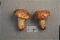 Russula granulata image