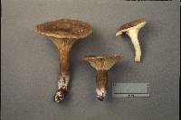 Lactarius gerardii image