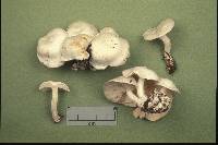 Leucocybe connata image