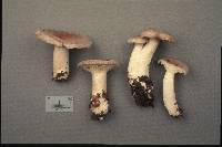 Lactarius vietus image