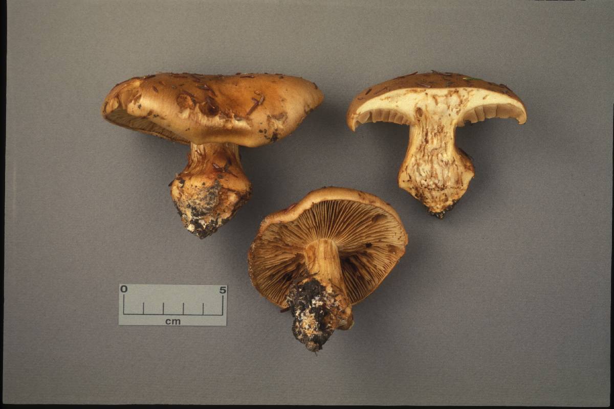 Cortinarius elegantior image