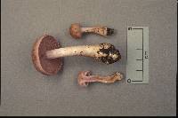 Cortinarius anomalus image