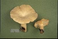 Lentinus levis image