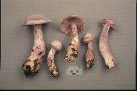 Cortinarius alboviolaceus image