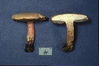 Boletus inedulis image