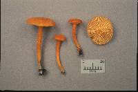 Hygrocybe miniata image