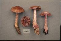 Cortinarius anomalus image