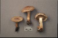 Pholiota lenta image