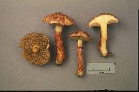 Suillus spectabilis image