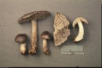 Tricholoma atrodiscum image