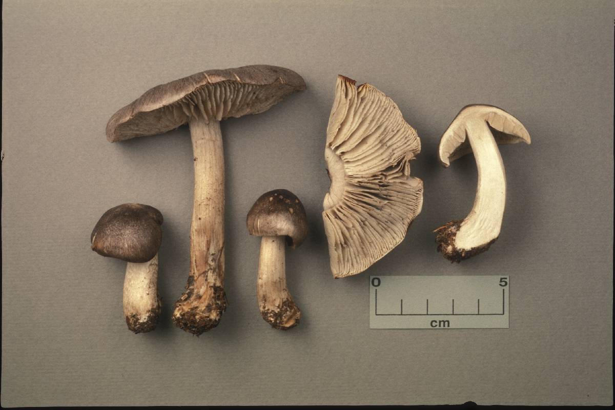 Tricholoma atrodiscum image