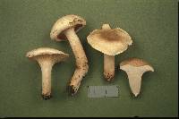 Hygrophorus monticola image