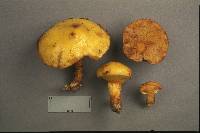 Suillus grevillei image