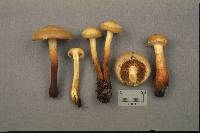 Pholiota alnicola image