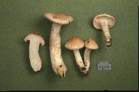 Hygrophorus pudorinus image