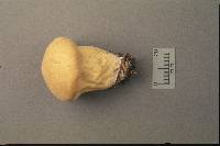 Lycoperdon flavotinctum image