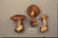 Cortinarius scaurus image