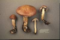 Stropharia hornemannii image