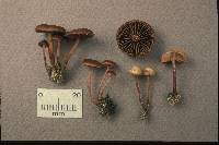 Psilocybe montana image