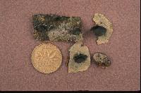Hohenbuehelia approximans image