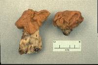 Gyromitra gigas image