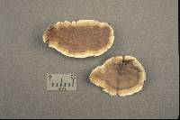 Lopharia cinerascens image