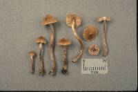 Inocybe lacera image