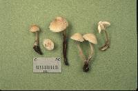 Mycena galericulata image