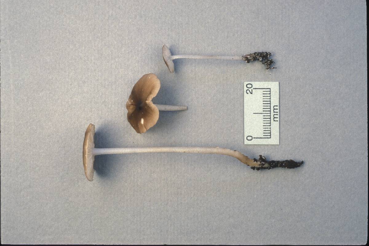 Mycena kauffmanii image