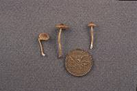 Inocybe subexilis image