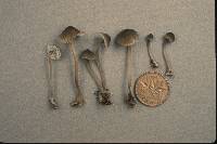 Mycena atroalboides image