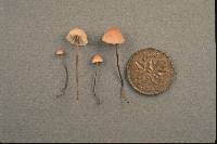 Marasmius pulcherripes image