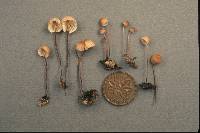 Marasmius pulcherripes image