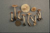 Clitocybe americana image