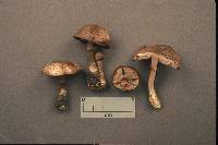 Agaricus silvaticus image