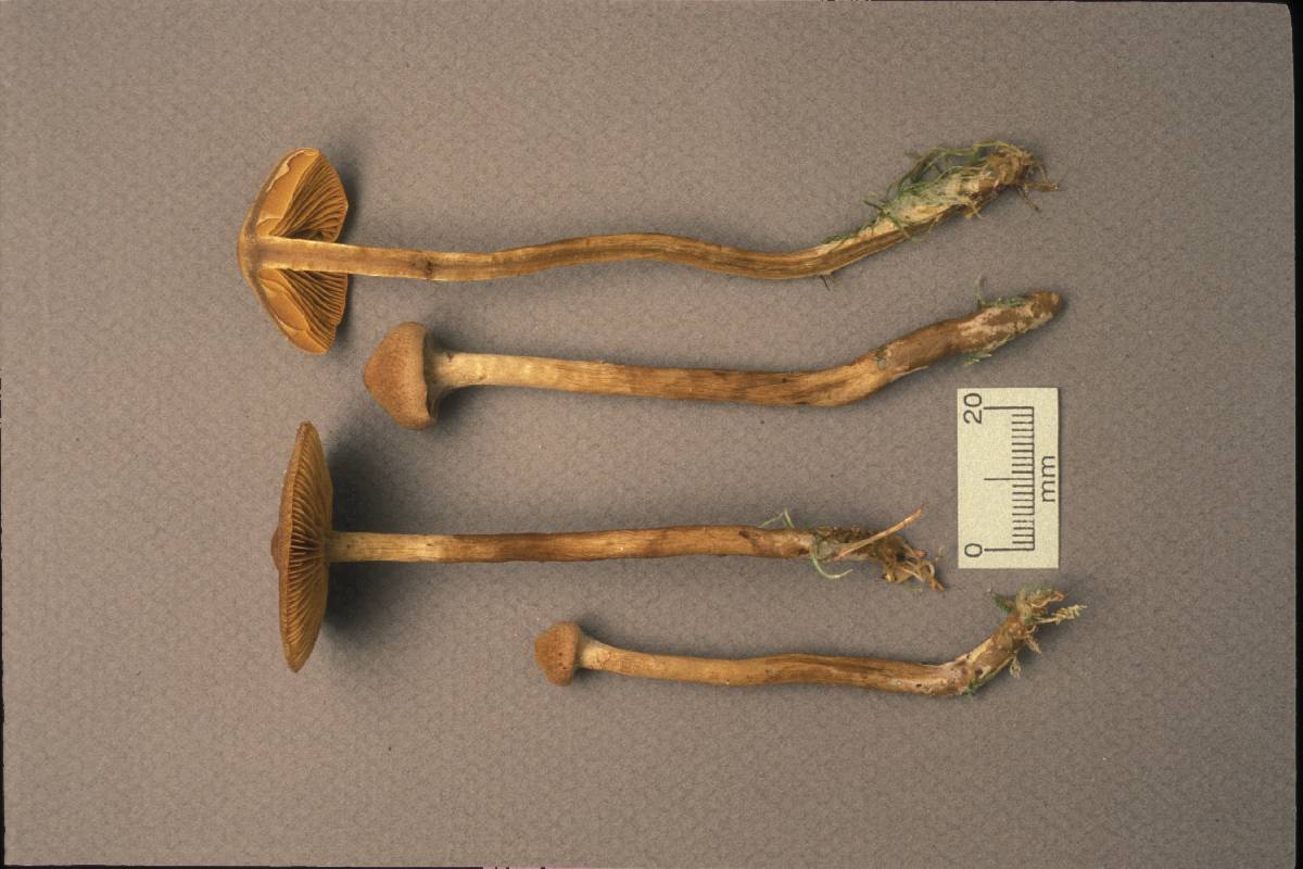 Cortinarius chrysolitus image