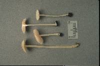 Entoloma sericellum image