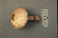 Volvariella bombycina image