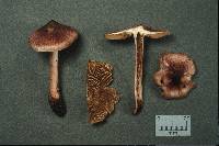 Inocybe adaequata image