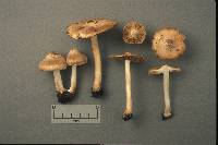 Inocybe pyriodora image